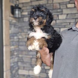 Dax - Tri-color male Bernedoodle puppy in Apple Creek, Ohio from Grandeur Valley Puppies