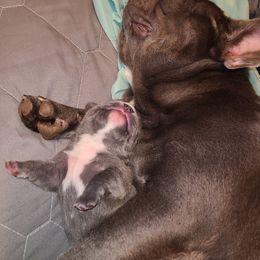 French Bulldog Puppies from Stephanie Dunagan