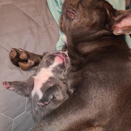 French Bulldog Puppies from Stephanie Dunagan