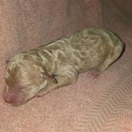 Rowan - Apricot female Goldendoodle puppy in Vinton, Iowa from Doodles to Love