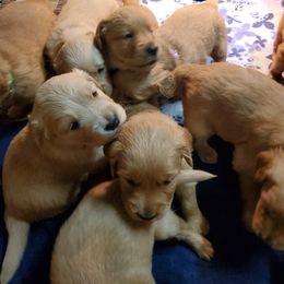 Golden Retriever Puppies from Emma's Golden Puppers