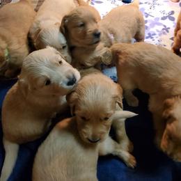 Golden Retriever Puppies from Emma's Golden Puppers