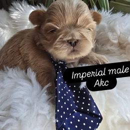 Shih Tzu puppies from 🩷CHAFFINO ADORABLE SHIH TZUS