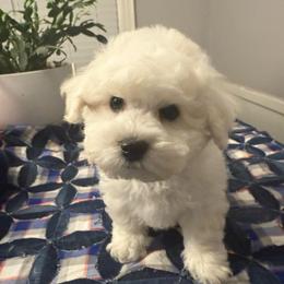 Boy 2 - White and buff male Bichon Frise puppy in Greensboro, North Carolina from Luna Llena Bichons