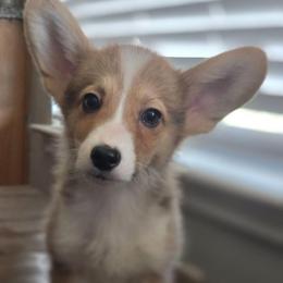 Enzo -Boy - 2nd born - Red male Pembroke Welsh Corgi puppy in Tomball, Texas from Larsen Loved Corgis