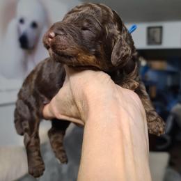 Blue Collar - Phantom male Poodle puppy in Colorado Springs, Colorado from Silly's Standard Poodles
