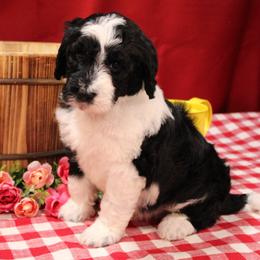 Noah - Black and white male Bernedoodle puppy in Peyton, Colorado from Peyton Doodles