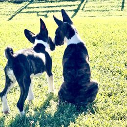 Basenji Puppies from Signet Kennels