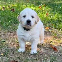Mr, Green - Light golden male Golden Retriever puppy in New Kent, Virginia from Coastal Retrievers