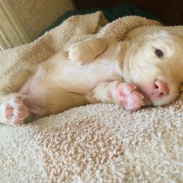 Coney - Fawn (isabella) and cream female Dachshund puppy in Fontana, California from DOXI.E.