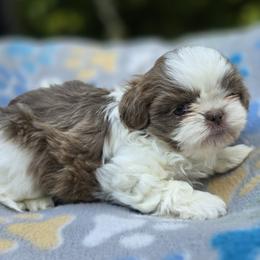 Lavender and White Male - Lilac male Shih Tzu puppy in Oakville, Washington from Garrard Creek Shih Tzus