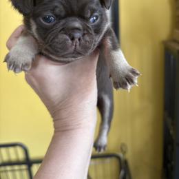 Orange Collar - Fawn male Pug puppy in Belmont, New Hampshire from Crazy Pugs Haven