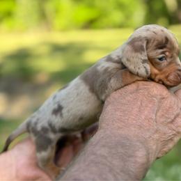 Boy 1 - Dapple male Dachshund puppy in Choccolocco, Alabama from Ace’s Doxies