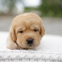 Liberty - Yellow female Labrador Retriever puppy in Allons, Tennessee from UC Labradors LLC