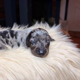 Perseus - Dapple male Dachshund puppy in Washburn, Tennessee from Clinch Mountain Dachshunds