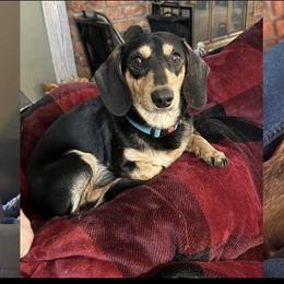 Hutch - Dachshund