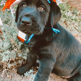Labrador Retriever Puppies from Gun Dog Retrievers
