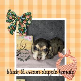 Girl 2 - Dapple female Dachshund puppy in Valrico, Florida from Bloomin Doxies