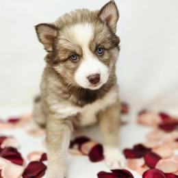Zora SALE 3700 - Chocolate female Pomsky puppy in Christiana, Tennessee from Smoky Mountain Pomskies