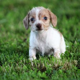 Dachshund Puppies from Tygart Creek Dachshunds