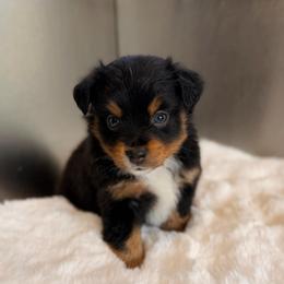 BTF1 - Black tri female Miniature Australian Shepherd puppy in Dayton, Washington from Rafter 22 Aussies