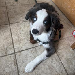 Cosmo - Blue merle male Miniature Australian Shepherd puppy in Marion, Michigan from Highland Hills Mini Aussies