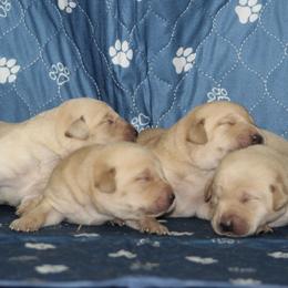 Boy 2 - Yellow male Labrador Retriever puppy in Four Oaks, North Carolina from TLC Retrievers