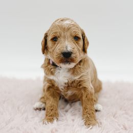 Aussiedoodle and Goldendoodle Puppies from Garside Doodles