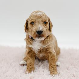 Aussiedoodle and Goldendoodle Puppies from Garside Doodles