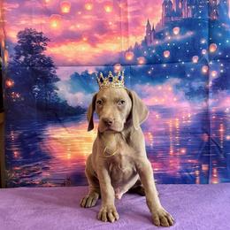 Bruno - Silver gray male Weimaraner puppy in Aitkin, Minnesota from Whispering’s GunDogs