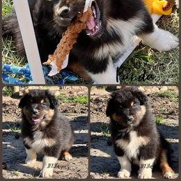 (2) Little James 1623 - Black tri-color male Australian Shepherd puppy in Huntington, Texas from JKKJ Farms