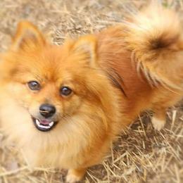 Harley - Pomeranian