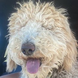 Bernedoodles, Goldendoodles, and Poodles from Dinoland Doodles