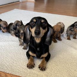 Dachshund Puppies from L & J Kennel