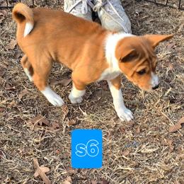 Solo girl 6 - Red and white female Basenji puppy in Caldwell, Texas from Candyce Witte