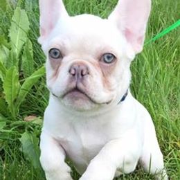 French Bulldogs from Frenchie Frenzy