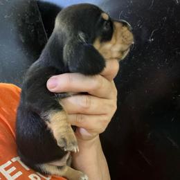 Abby - Black and tan female Dachshund puppy in Bigfork, Minnesota from Dachshunds Up North