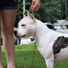 Prism - American Staffordshire Terrier