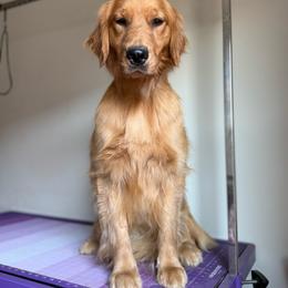 Golden Retriever puppies from Star Raised Goldens