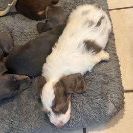 AKC Cupid has that RBF face like his momma - Piebald male Dachshund puppy in Erie, Michigan from Champagne’s Grinch Toe’d Dachshunds