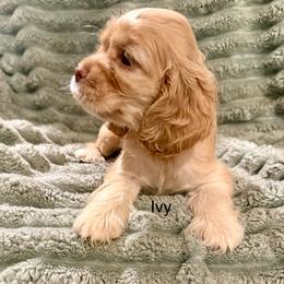Ivy - Buff female Cocker Spaniel puppy in Sumter, South Carolina from Cocker Eclipse In Home Kennel