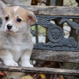 Yoga - Red male Pembroke Welsh Corgi puppy in Pollock, Missouri from Northstar