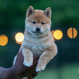 Shiba Inu Puppies from Evenfalls Shiba Inu