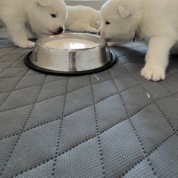 Samoyed Puppies from Southern Roux Samoyeds