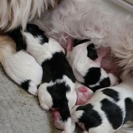 "Born July 15, 2022" Havanese Puppies from Jay's Havi-nese