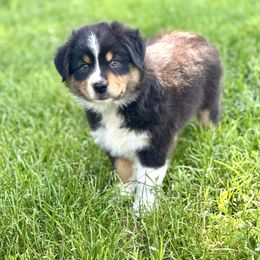 Hyacinth - Black tri-color female Australian Shepherd puppy in Ephrata, Pennsylvania from Weavers Indian Run Aussies