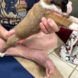 New parents name their baby - Fawn male Boxer puppy in Arnold, Missouri from Molly Mo Boxers