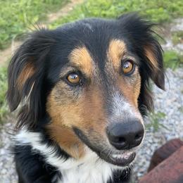 Abbie - English Shepherd