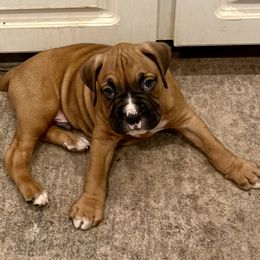 Wolf - Fawn male Boxer puppy in Selmer, Mississippi from Sisco Boxers Tennessee