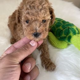 Maltese, Poodle, and Shih Tzu Puppies from Happy puppies